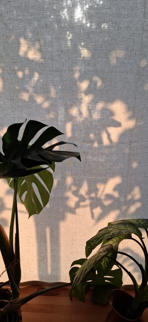 Bild des Fensters mit Pflanzen